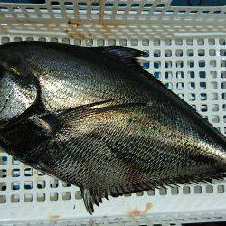 魁皇 釣果