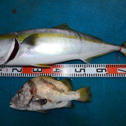 アジアマリンサービス 釣果