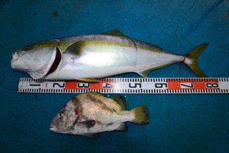 アジアマリンサービス 釣果