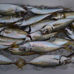 アジアマリンサービス 釣果