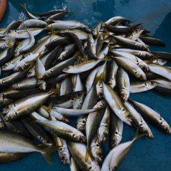 アジアマリンサービス 釣果