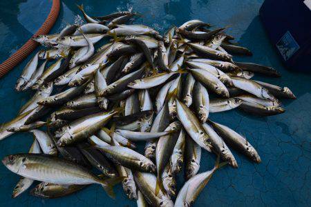 アジアマリンサービス 釣果