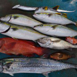 アジアマリンサービス 釣果