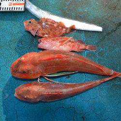 アジアマリンサービス 釣果