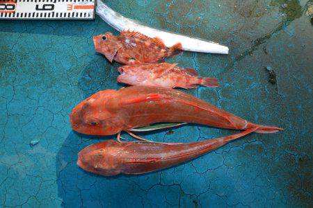 アジアマリンサービス 釣果