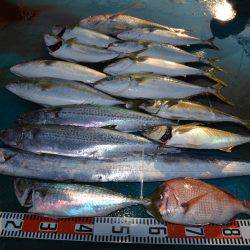 アジアマリンサービス 釣果