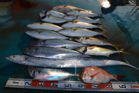 アジアマリンサービス 釣果