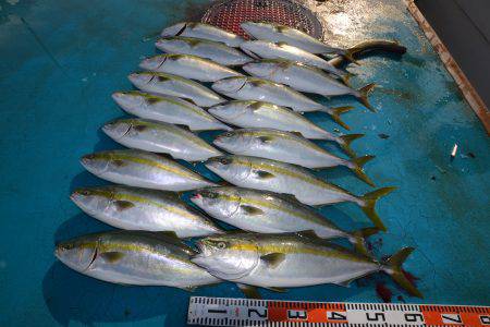 アジアマリンサービス 釣果