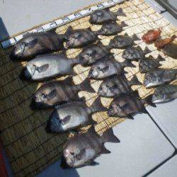 磯部釣船 直栄丸 釣果