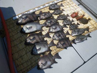 磯部釣船 直栄丸 釣果