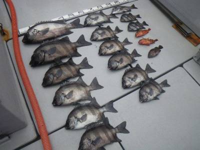 磯部釣船 直栄丸 釣果