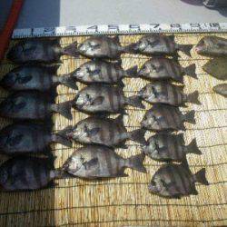 磯部釣船 直栄丸 釣果