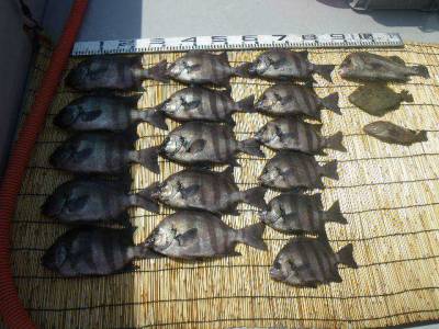 磯部釣船 直栄丸 釣果