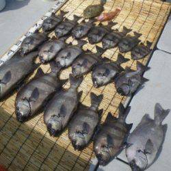 磯部釣船 直栄丸 釣果