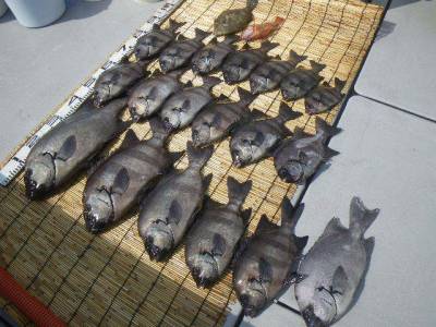 磯部釣船 直栄丸 釣果