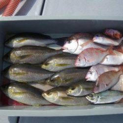 磯部釣船 直栄丸 釣果