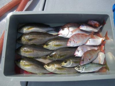 磯部釣船 直栄丸 釣果