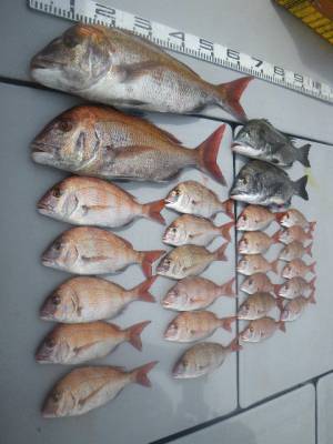 磯部釣船 直栄丸 釣果