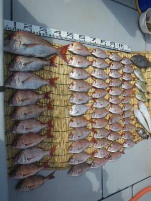 磯部釣船 直栄丸 釣果