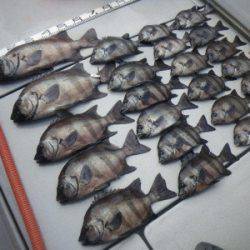 磯部釣船 直栄丸 釣果