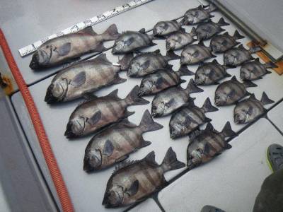 磯部釣船 直栄丸 釣果