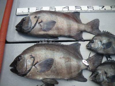 磯部釣船 直栄丸 釣果