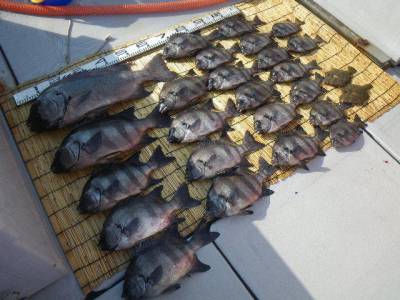 磯部釣船 直栄丸 釣果