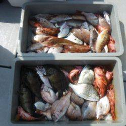 磯部釣船 直栄丸 釣果