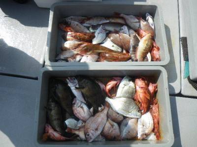 磯部釣船 直栄丸 釣果