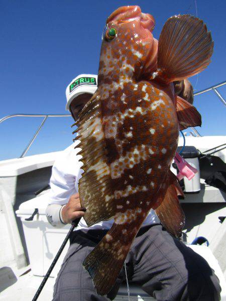 Fisherman Dreams DI 釣果