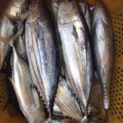 Sea Frend 片山丸 釣果