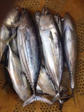 Sea Frend 片山丸 釣果