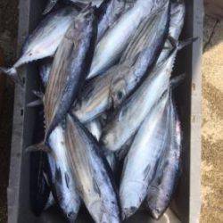 Sea Frend 片山丸 釣果