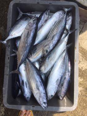 Sea Frend 片山丸 釣果