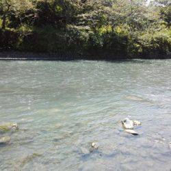 安倍川・藁科川(安倍藁科川漁業協同組合) 釣果