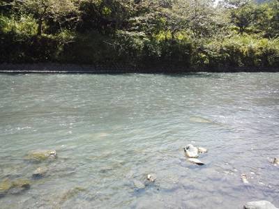 安倍川・藁科川(安倍藁科川漁業協同組合) 釣果