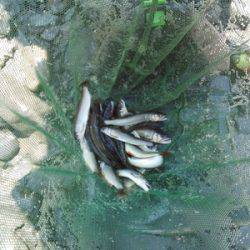 安倍川・藁科川(安倍藁科川漁業協同組合) 釣果