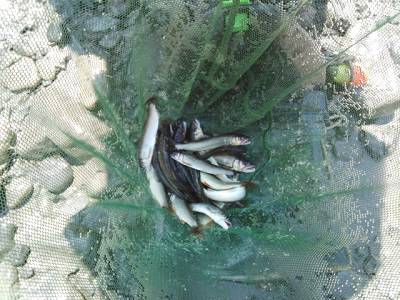 安倍川・藁科川（安倍藁科川漁業協同組合） …