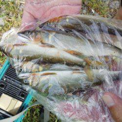 安倍川・藁科川(安倍藁科川漁業協同組合) 釣果