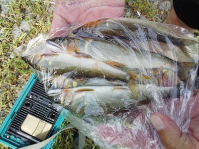 安倍川・藁科川（安倍藁科川漁業協同組合） …