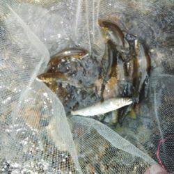 安倍川・藁科川(安倍藁科川漁業協同組合) 釣果