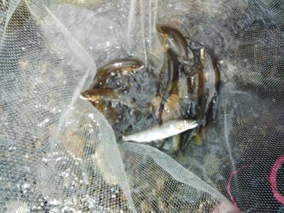 安倍川・藁科川（安倍藁科川漁業協同組合） …