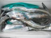 おおせき丸 釣果