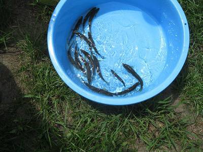 安倍川・藁科川（安倍藁科川漁業協同組合） …