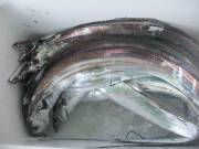 おおせき丸 釣果