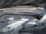 おおせき丸 釣果