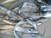 おおせき丸 釣果