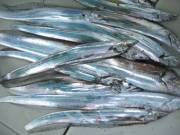 おおせき丸 釣果