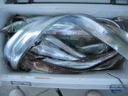 おおせき丸 釣果