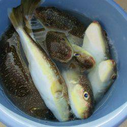 フィッシングガイド とちぎ 釣果